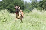 MALINOIS 779